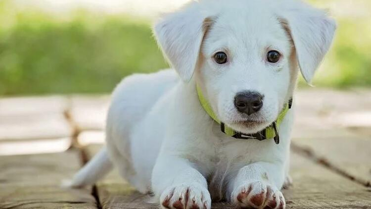 Rüyada Yaralı Köpek Görmek Ne Anlama Gelir, Neye İşarettir? Anlamı fiçin Rüyada Saldırgan Köpek Görmek Ne Anlama Gelir