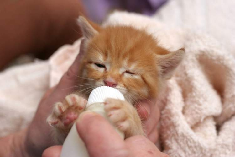 Rüyada Yavru Kedi Beslediğini Görmek - Ruyandagor ile Rüyada Kedi Yavrusu Görmek İhya