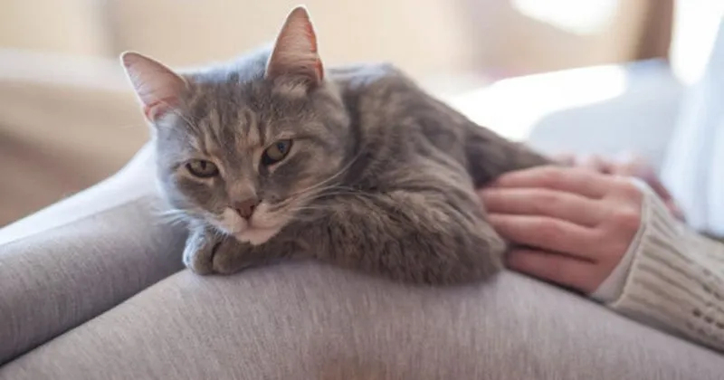 Rüyada Yavru Kedi Sahiplenmek fiçin Rüyada Kedi Neyi Sembolize Eder