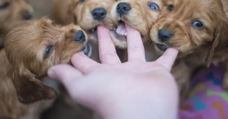 Rüyada Yavru Köpek Görmek Ne Anlama Gelir? Rüyada Beyaz, Kahverengi Ve fiçin Rüyada Siyah Köpek Görmek Ne Anlama Gelir