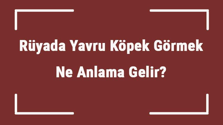 Rüyada Yavru Köpek Görmek Ne Anlama Gelir? Rüyada Yavru Köpek Sevmek Ve içeride Rüyada Köpek Sevmek