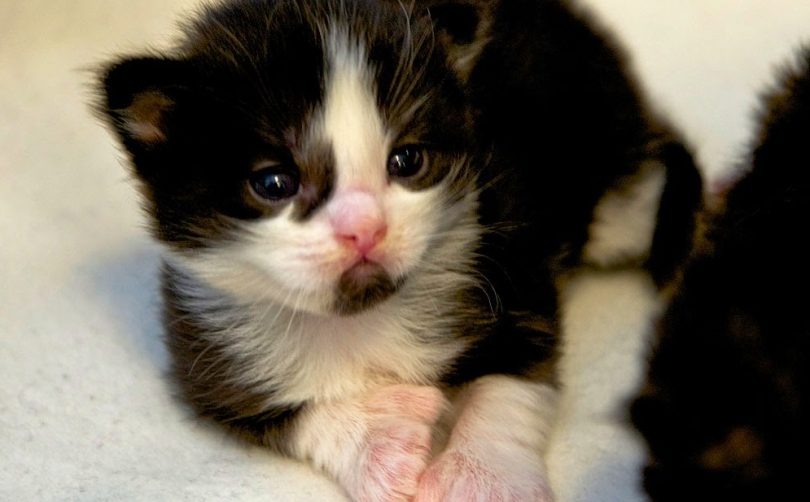 Rüyada Yeni Doğmuş Kedi Yavrusu Görmek - Rüya Meali tamamen Rüyada Kedi Yavrusu Görmek İhya