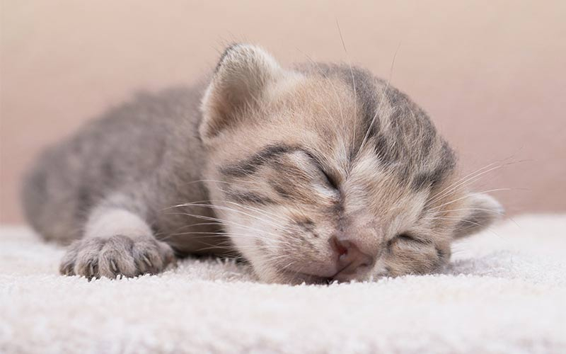 Rüyada Yeni Doğmuş Kedi Yavrusu Görmek - Rüyalar Dünyası ilgili Rüyada Kedi Yavrusu Görmek İhya