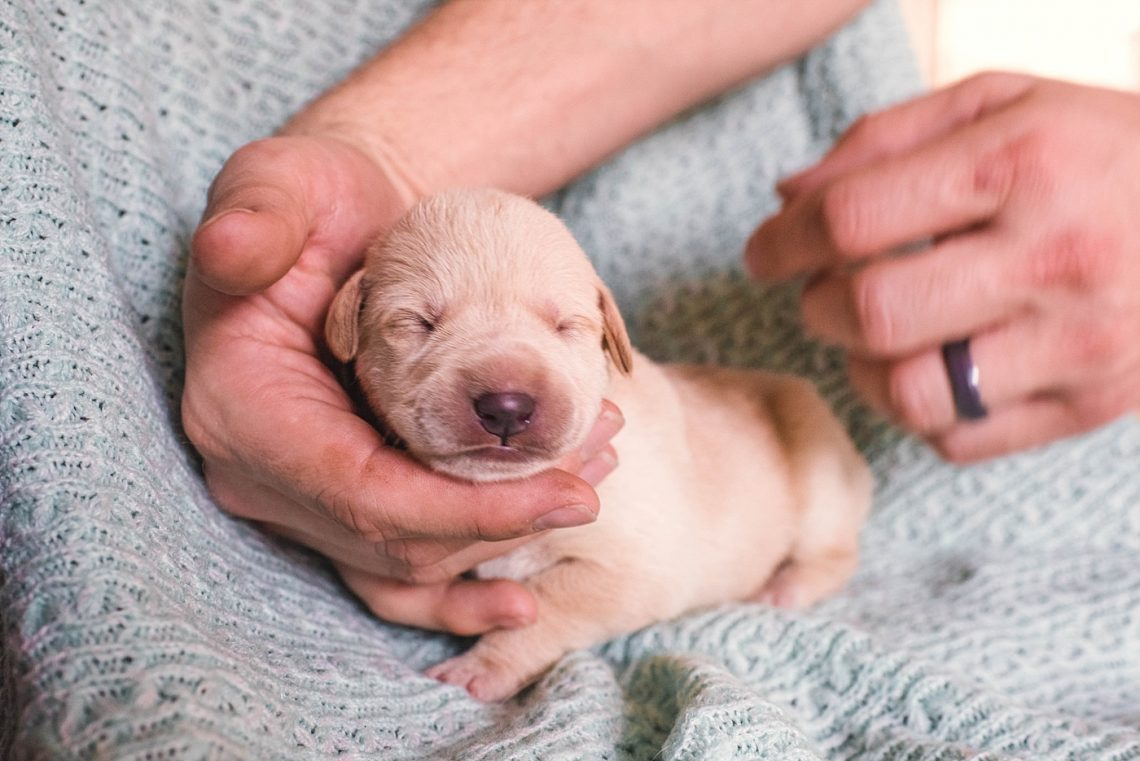 Rüyada Yeni Doğmuş Köpek Yavrusu Görmek - Rüya Meali ile Rüyada Köpek Neyi Simgeler