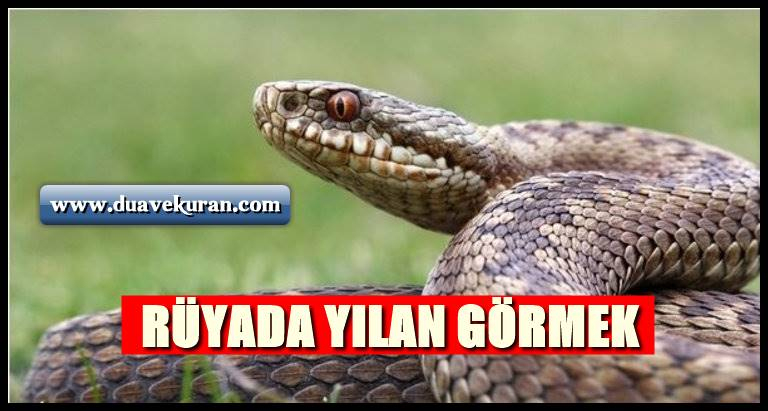 Rüyada Yılan Görmek (Neye Yorumlanır) | Dua Ve Kuran ile Rüyada Kaz Görmek Neye Yorar