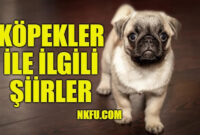 Sadık Dostlarımız Köpekler İle İlgili Şiirler Köpek Konulu Şiirler ile Rüyada Köpekler Görmek