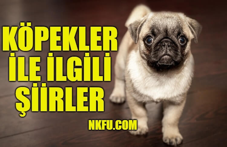 Sadık Dostlarımız Köpekler İle İlgili Şiirler Köpek Konulu Şiirler ile Rüyada Köpekler Görmek