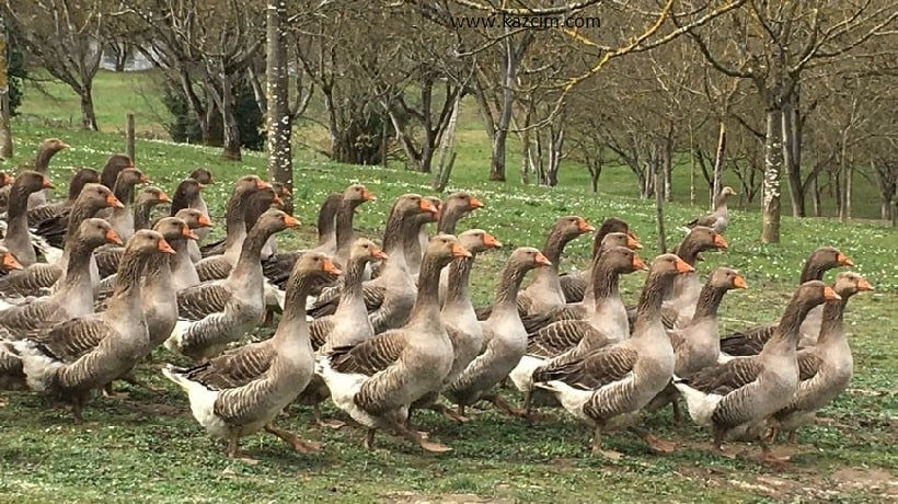 Tekirdağ Kaz Civcivi | Kazcım Kaz Eti Kaz Yumurtası Kaz Civcivi amaçlanan Rüyada Kaz Civcivi Görmek