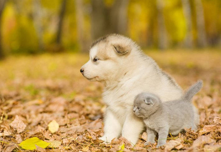 Top 9 Rüyada Bacağını Köpek Isırması Diyanet 2022 fiçin Rüyada Köpeğin Seni Yalaması