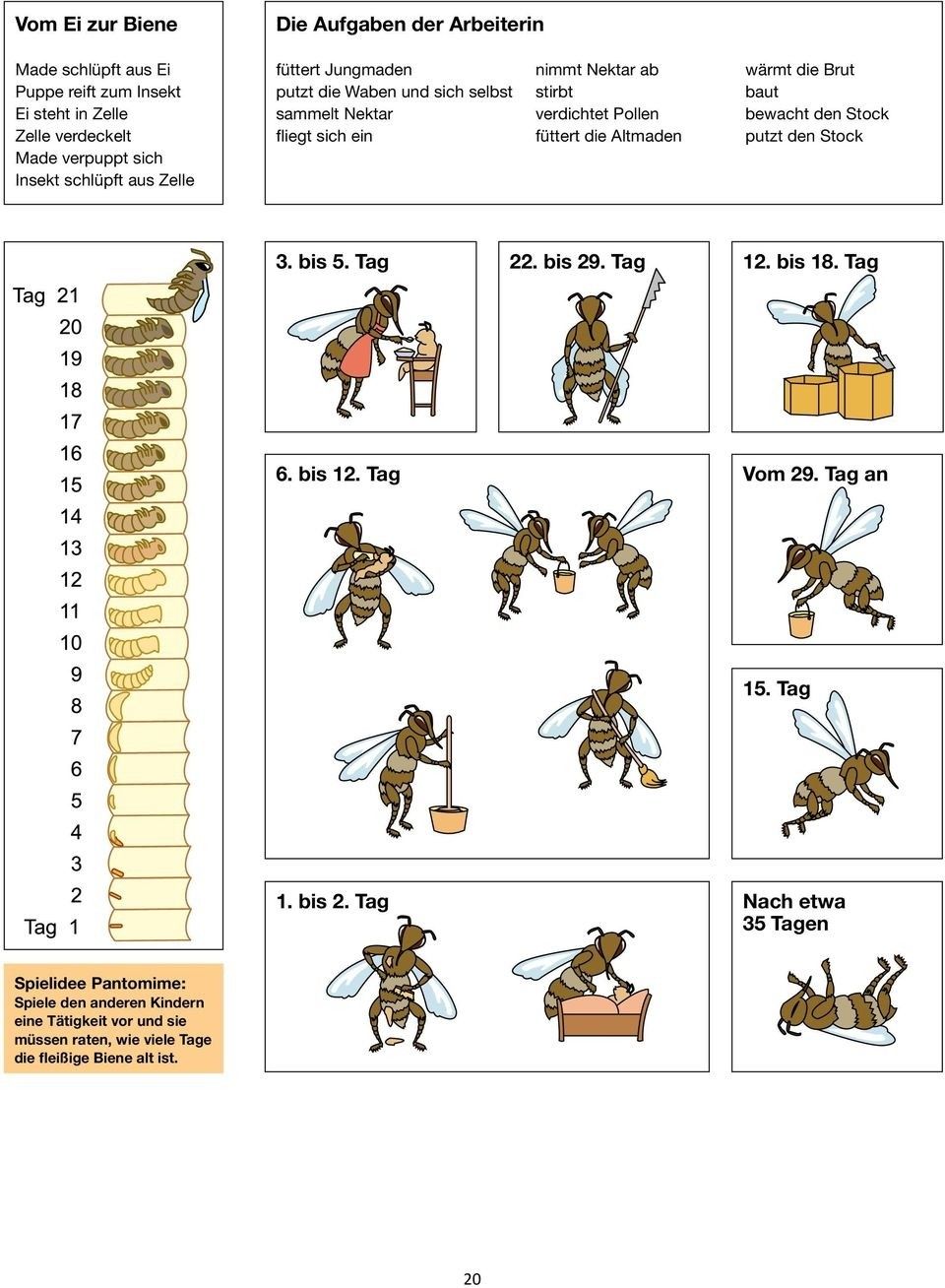 Bienen | Bienenzucht im garten, Bienen, Bienenhaltung