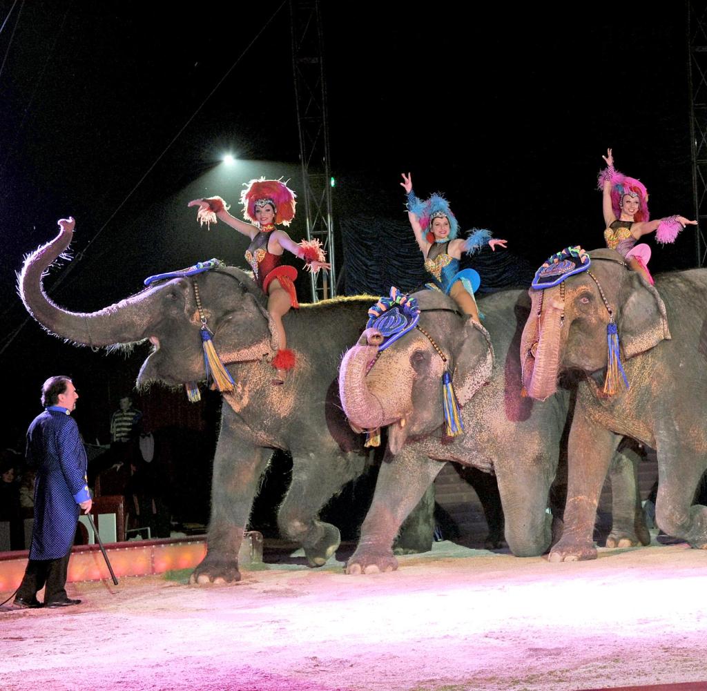 Circus Krone: Wie ein Zirkus der Kritik von Tierrechtlern trotzt - WELT