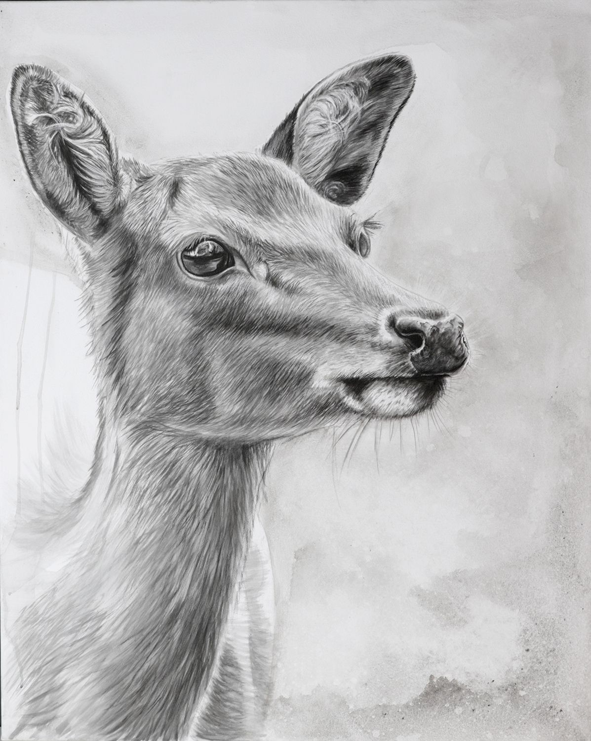 Hirschtier deer animal Deer Artwork, Deer Wall Art, Pencil Drawings Of