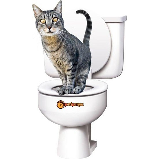 Kedi Tuvalet Kokusu Nasıl Gider? Çözüm! - Petipanya içeride Tuvalete Çiş Yaptığını Görmek Ne Demek