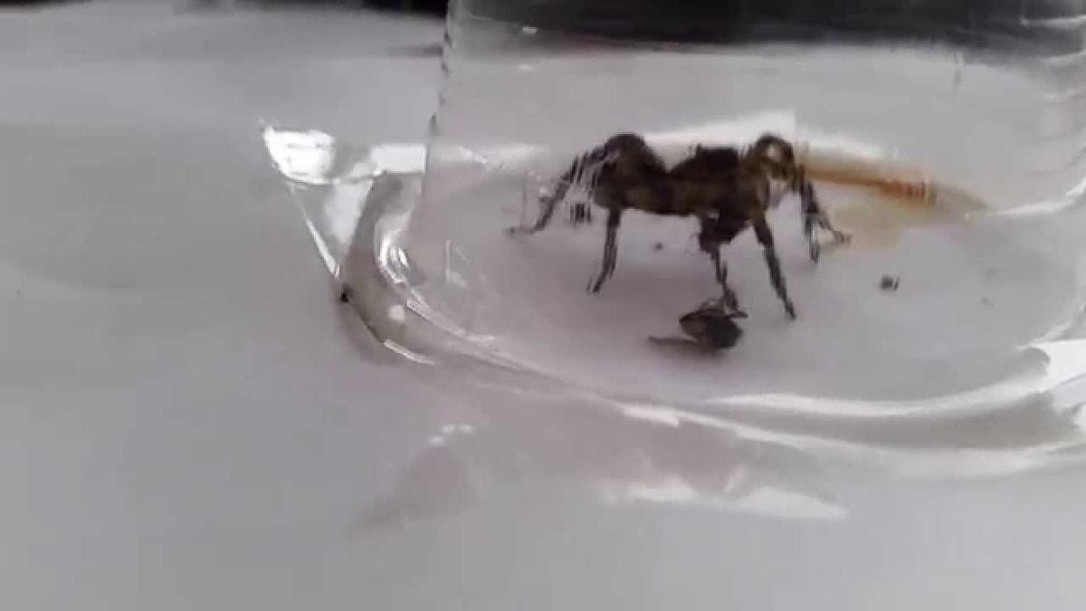 Kötü Niyetli İnsanlara Dikkat! Rüyada Örümcek Görmek Ne Anlama Gelir? ilgili Yatakta Örümcek Görmek Ne Demek