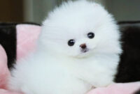 Rüyada Beyaz Yavru Köpek Görmek - Rüyalar Dünyası amaçlanan Rüyada Yavru Köpek Görmek Ve Sevmek Ne Anlama Gelir