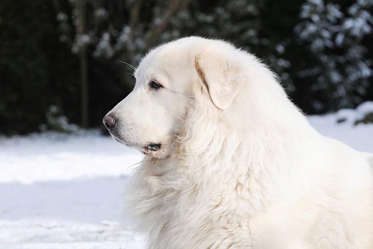 Rüyada Büyük Beyaz Köpek Görmek - Rüya Meali amaçlanan Rüyada Köpek Görmek Ihya