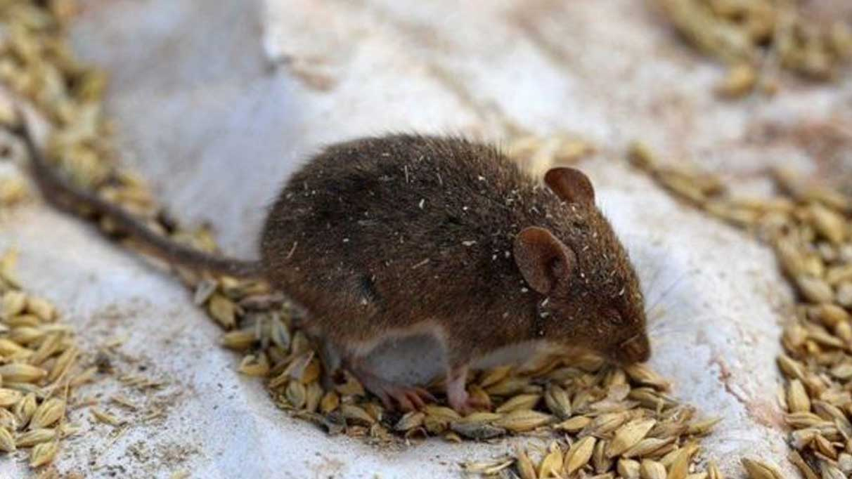 Rüyada Fare Görmek Ne Anlama Geliyor? fiçin Rüyada Yavru Fare Görmek