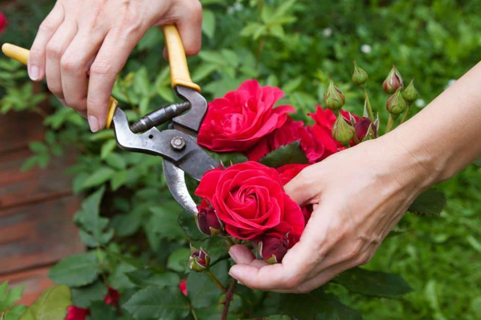 Rüyada Gül Görmek Ne Demek? Rüyada Kırmızı Gül Görmek Ne Demek? Rüyada ile Rüyada Sevdiğin Kişi Tarafından Öpülmek Ne Demek