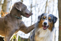 Rüyada Iki Köpek Görmek - Rüya Meali tamamen Rüyada Köpek Görmek Gen Tr