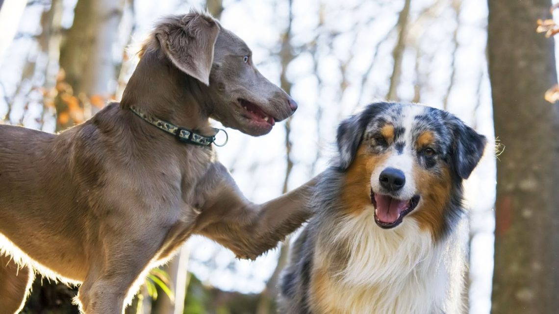 Rüyada Iki Köpek Görmek - Rüya Meali tamamen Rüyada Köpek Görmek Gen Tr