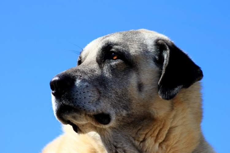 Rüyada Kangal Köpeği Görmek - Ruyandagor tamamen Rüyada Süs Köpeği Görmek Ne Anlama Gelir