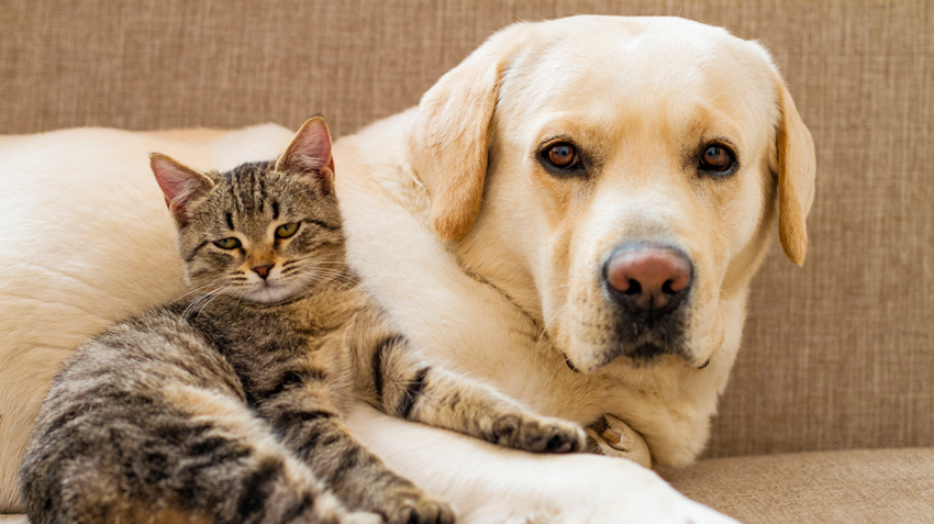 Rüyada Kedi Ve Köpek Görmek - Rüya Meali ile Rüyada Köpek Görmek