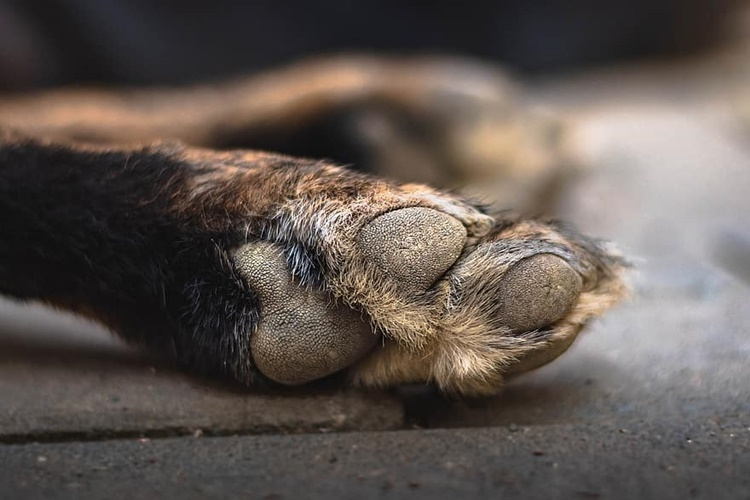 Rüyada Köpek Ayağı Görmek Ne Anlama Gelir? - Güncel Oku içeride Rüyada Köpek Görmek Ne Anlama Gelir Imam Nablusi