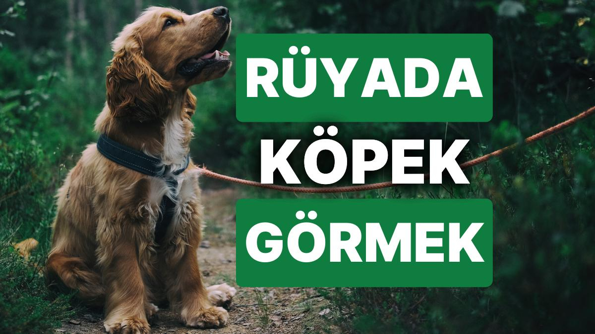 Rüyada Köpek Görmek: Dostlarınız Her Zaman Size Sadık Olmayabilir ilgili Rüyasında Köpek Görmek Ne Anlama Gelir