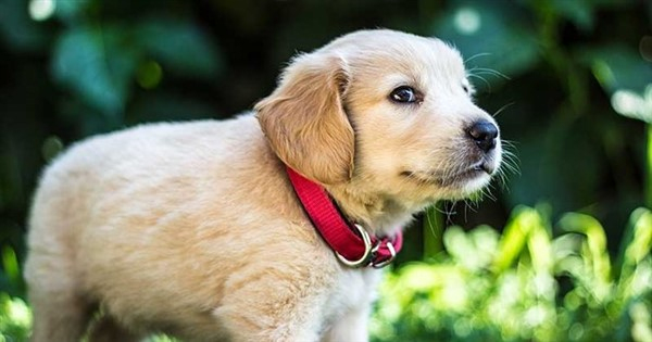 Rüyada Köpek Görmek fiçin Rüyada Köpek Görmek