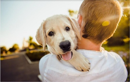 Rüyada Köpek Görmek Ne Anlama Gelir? Rüyada Köpek Kovalamak Nasıl ilgili Rüyada Köpek Görmek Gen Tr