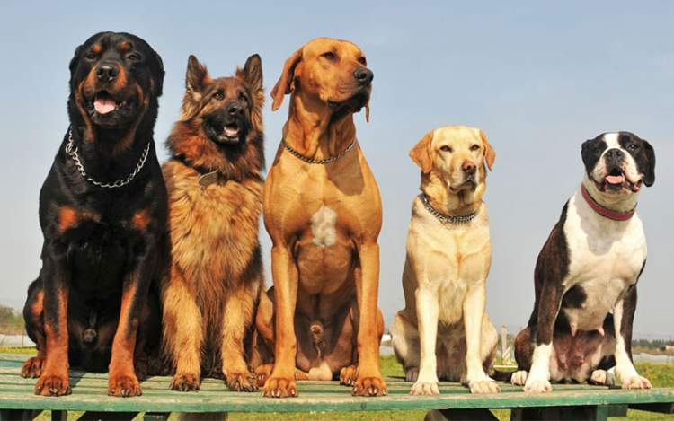 Rüyada Köpek Olduğunu Görmek - Ruyandagor amaçlanan Rüyada Köpek Görmek Gen Tr