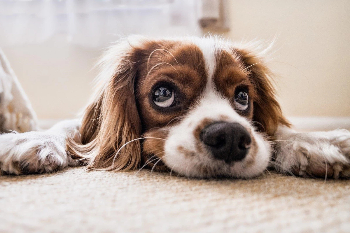 Rüyada Köpek Sevmek Ne Anlama Gelir? Rüyada Yavru Köpek Sevmenin Anlamı fiçin Rüyada Yavru Köpek Görmek