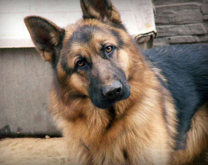 Rüyada Kurt Köpeği Görmek Tabiri ile Rüyada Süs Köpeği Görmek Ne Anlama Gelir