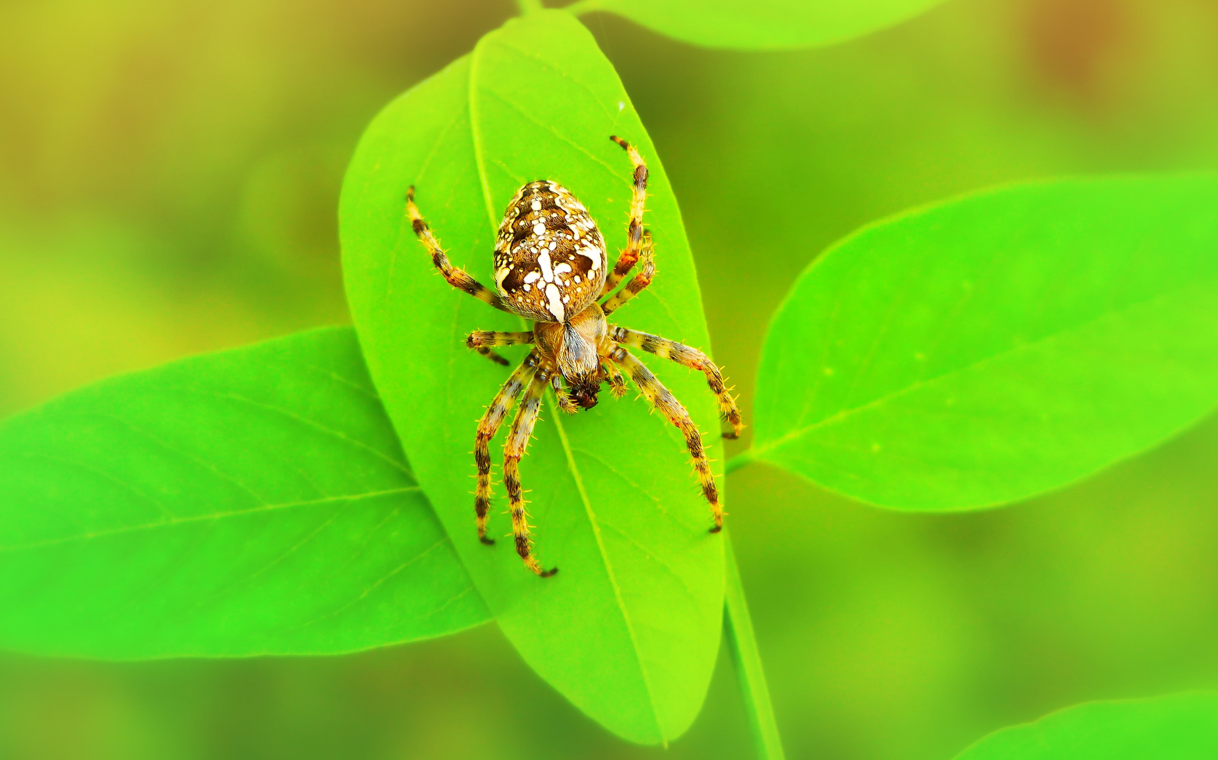 Rüyada Örümcek Görmek | Ruyoka ile Yatakta Örümcek Görmek Ne Demek