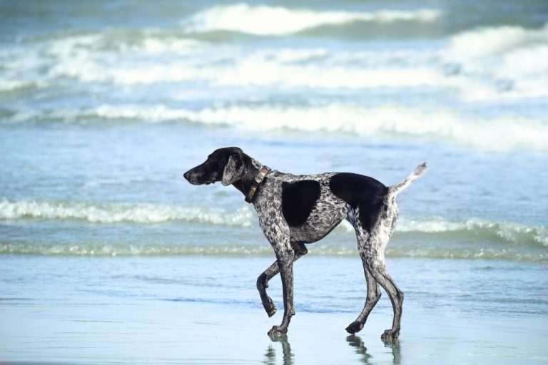 Rüyada Siyah Beyaz Köpek Görmek - Rüya Meali ile Rüyada Köpek Görmek Ihya