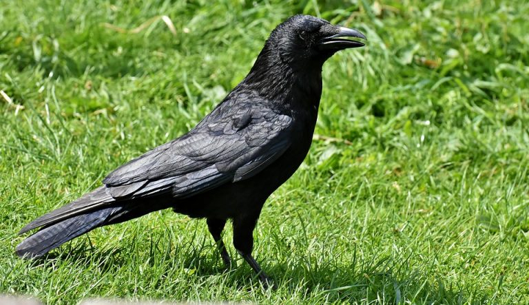 Rüyada Siyah Karga Görmek - Rüyalar Dünyası fiçin Rüyada Karga Görmek