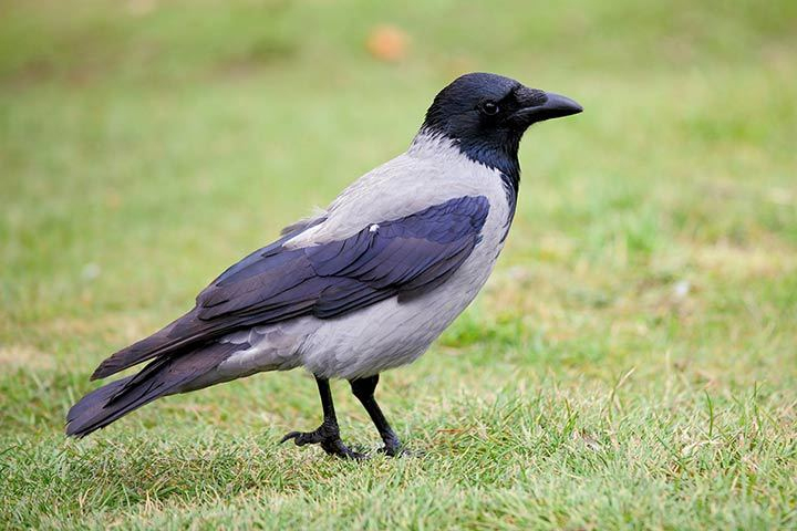 Rüyada Siyah Karga Görmek - Rüyalar Dünyası ile Rüyada Karga Görmek