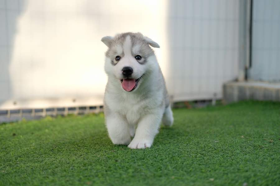 Rüyada Yavru Köpek Görmek Ne Anlama Gelir? tamamen Rüyada Köpek Görmek Ihya