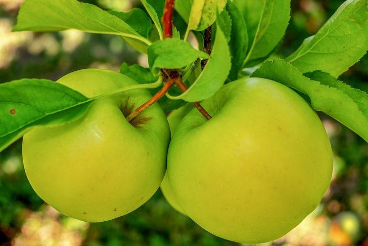 Rüyada Yeşil Elma Görmek Ne Demek, Ne Anlama Gelir? - Mynet Trend amaçlanan Rüyada Yeşil Soğan Görmek Ne Demek Diyanet
