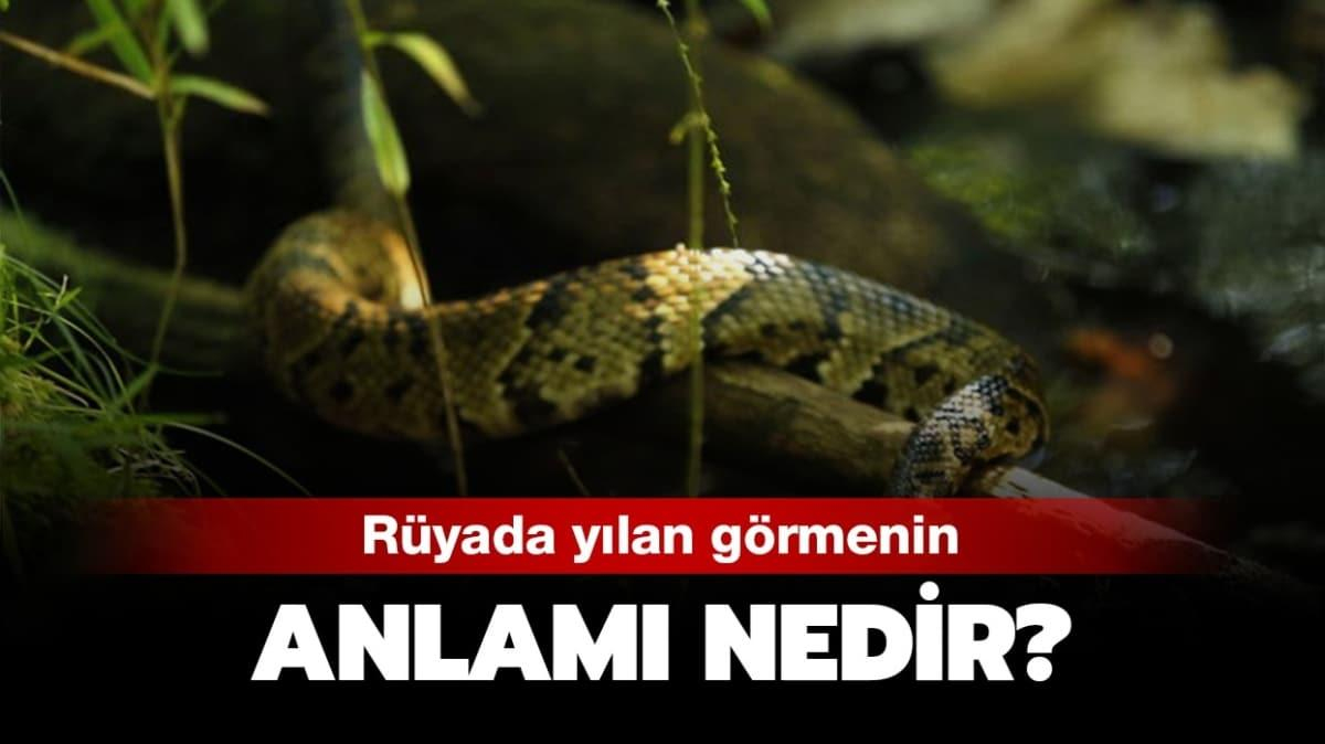 Rüyada Yılan Görmek Nasıl Yorumlanır, Neye Işaret Eder? Rüyada Yılan içeride Rüyada Yılan Isırması