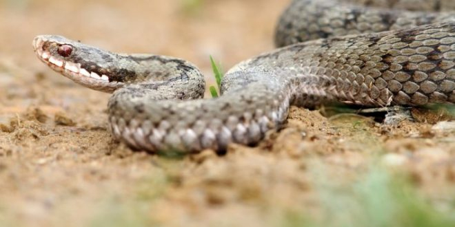 Rüyada Yılan Görmek Ne Anlama Gelir? - Nedir Ve Nasıl fiçin Rüyada Yılan Görmek Psikolojik Yorumu