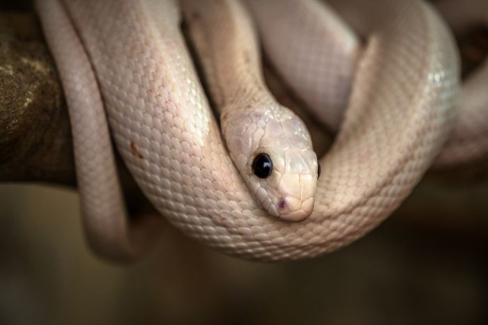 Rüyada Yılan Görmek Ne Anlama Gelir - Nolurbak içeride Rüyada Yılan Görmek