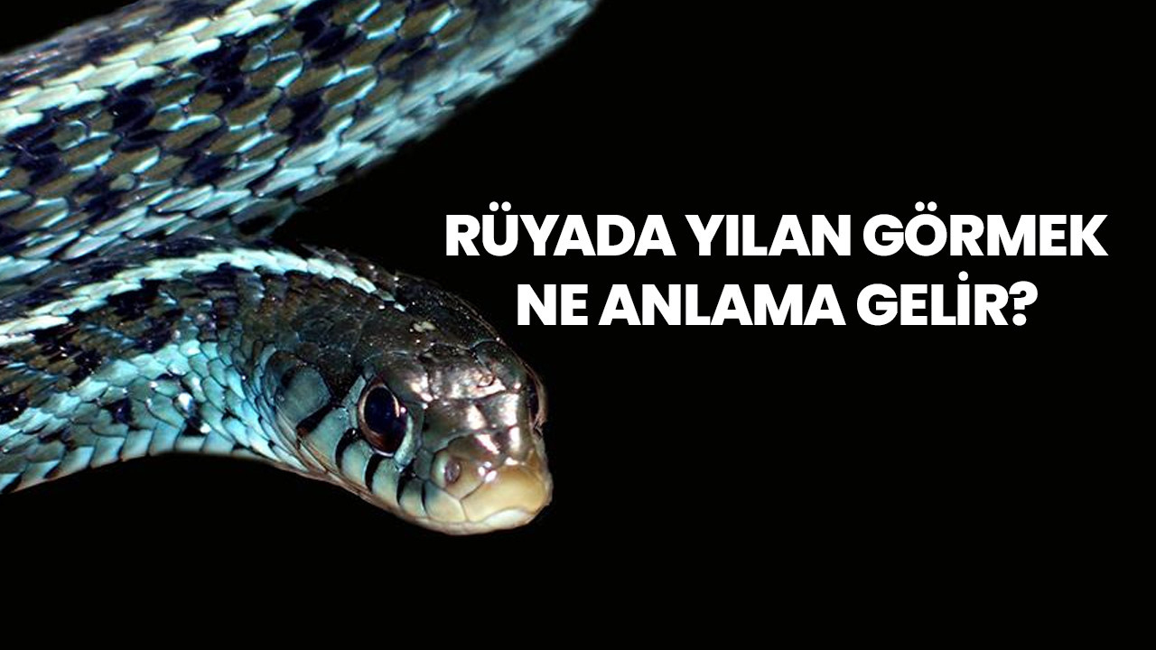 Rüyada Yılan Görmek Ne Anlama Gelir? Rüyada Yılan Görmek Ne Demektir? ilgili Rüyada Vasiyet Mektubu Görmek