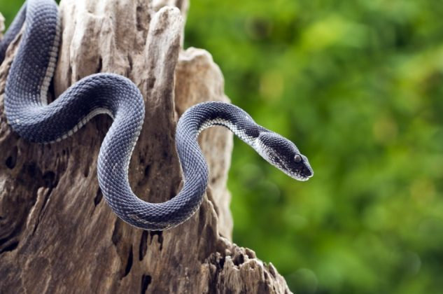 Rüyada Yılan Görmek Ne Anlama Gelir ? (Rüyada Yılan Öldürmek) ilgili Rüyada Zararsız Yılan Görmek