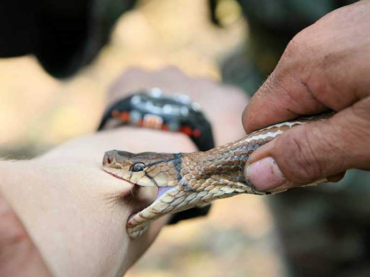 Rüyada Yılan Sokması Ve Öldürmek - Ruyandagor tamamen Rüyada Yılan Görmek Psikolojik Yorumu