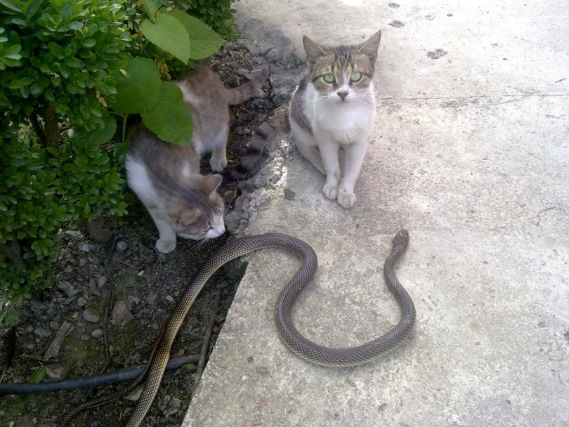 Rüyada Yılan Ve Kedi Görmek - Rüya Meali tamamen Rüyada Yılan Görmek