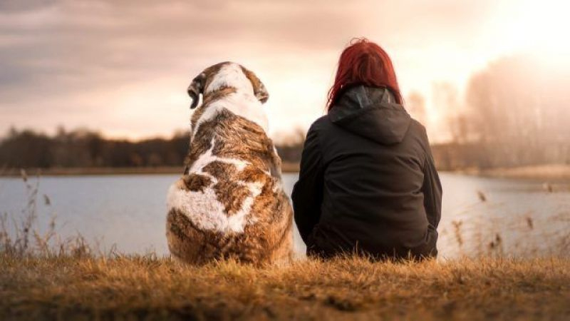 Sık Görülen Rüyalardan Biri, Rüyada Köpek Görmek Ne Anlama Gelir tamamen Rüyada Köpek Görmek Ne Anlama Gelir Imam Nablusi