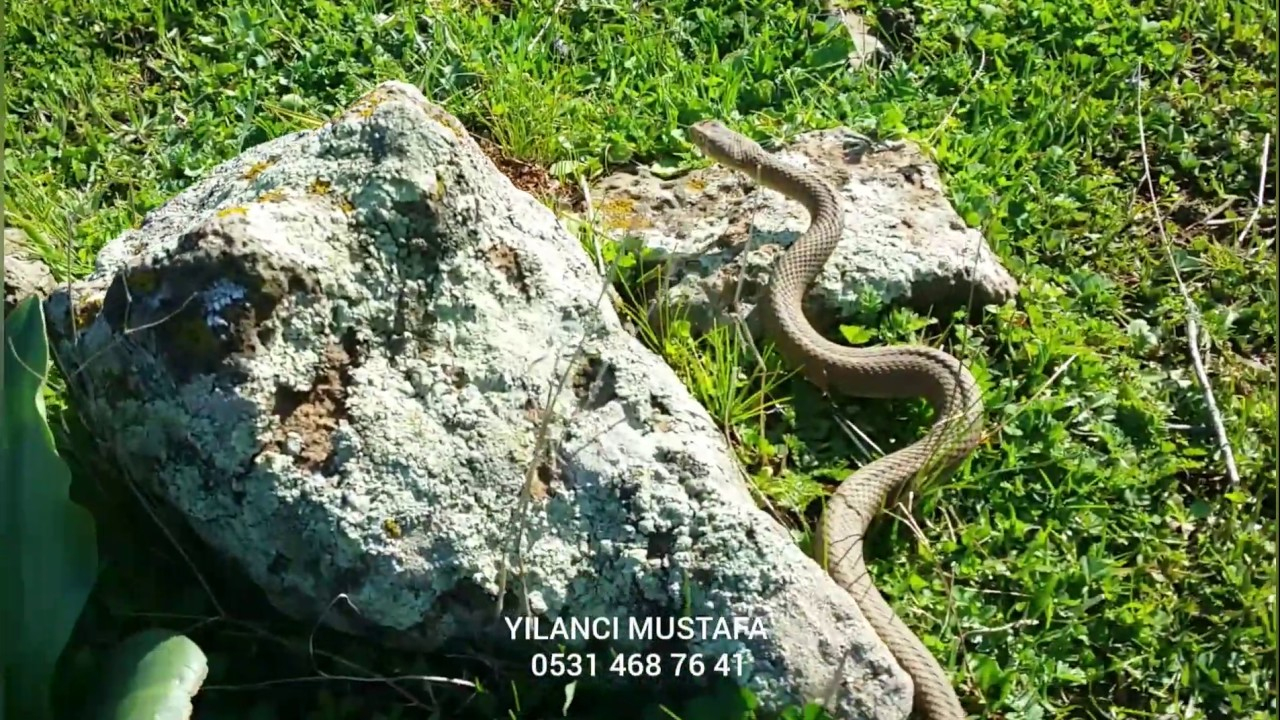 Yılan Isırması, Saldırgan Yavru Yılan - Youtube amaçlanan Rüyada Yılan Isırması