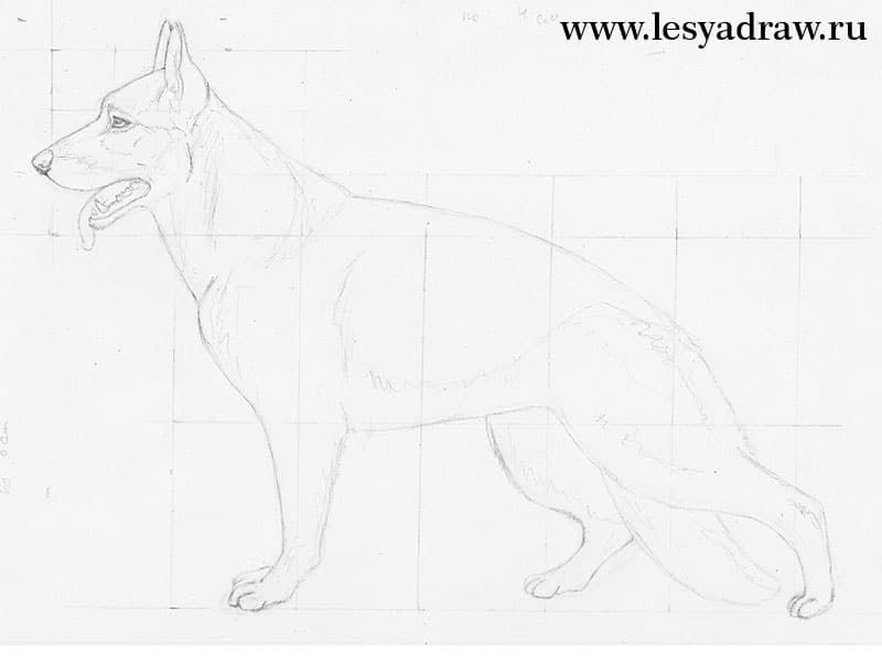 schaeferhund-realistisch-zeichnen-dekoking-com-1 Dog Sketch, Schaefer