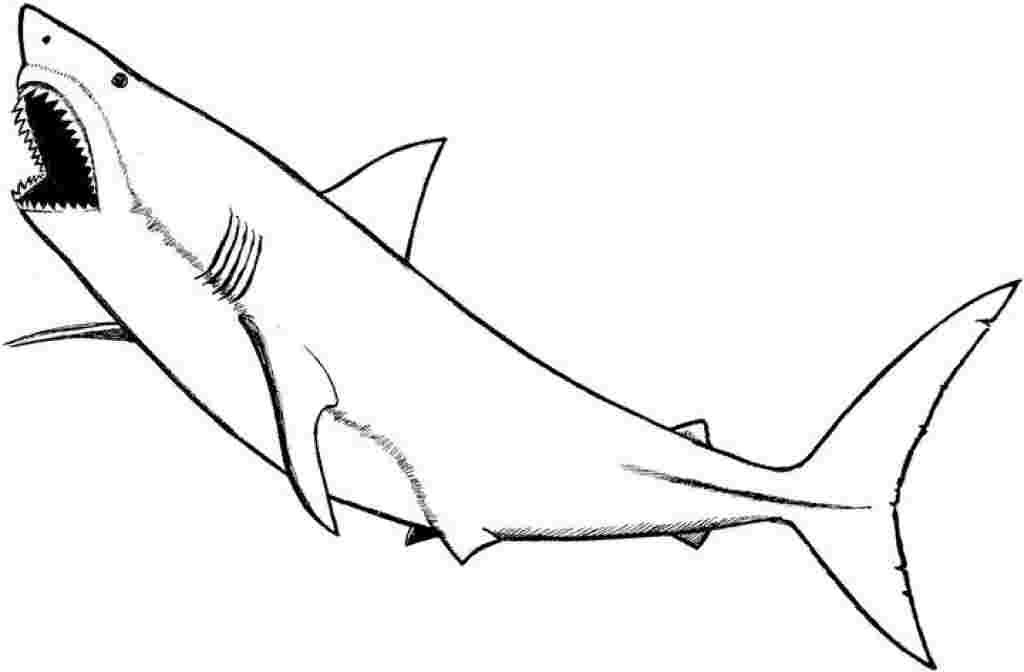 Coloring Pages Megalodon – Learning How to Read